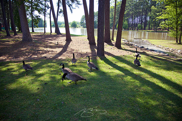 MSC Ducks, in Tranquil Lakeside Scene