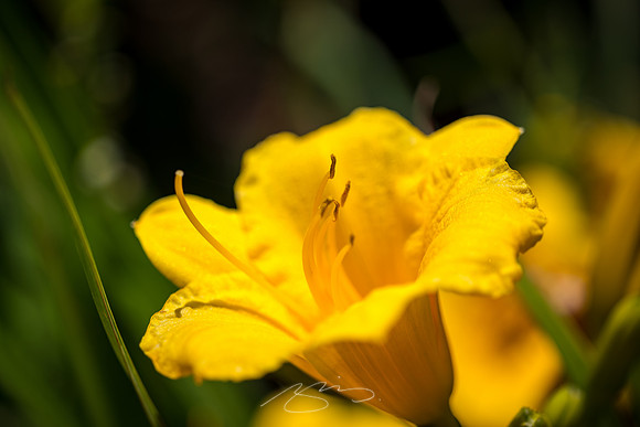 Macon - May 2022 - 13 - Yellow Daffordil, St. Joseph's, Macon