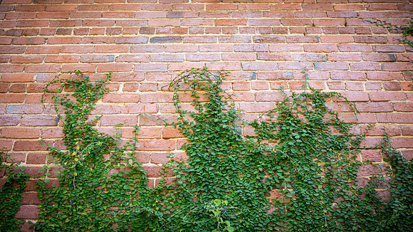 Macon - May 2022 - 27 - Vine and Brick Wall, Capricorn Park, Macon