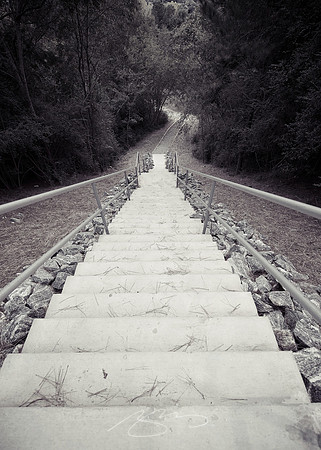 Steps into the Woods