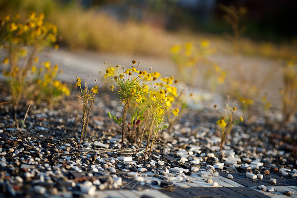 Flowers Triumph over Tile