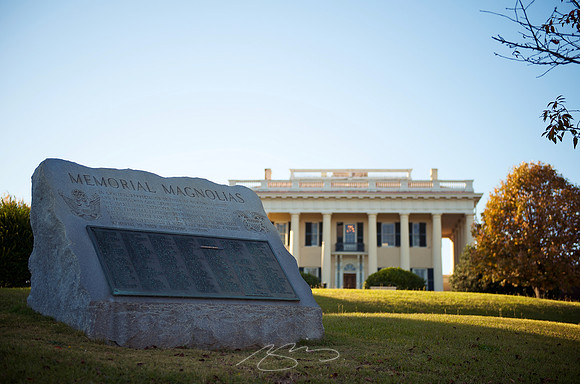 Memorial Magnolias