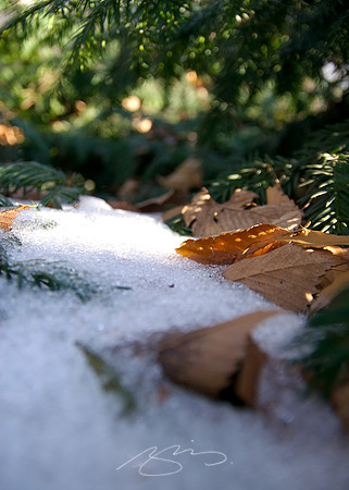 Leaves in Snow (Central Park, NYC)