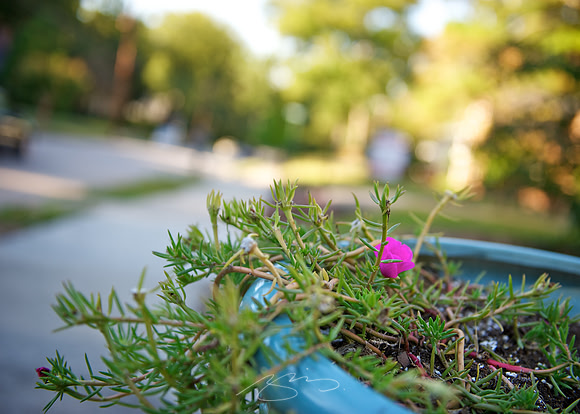 Over the Sidewalk