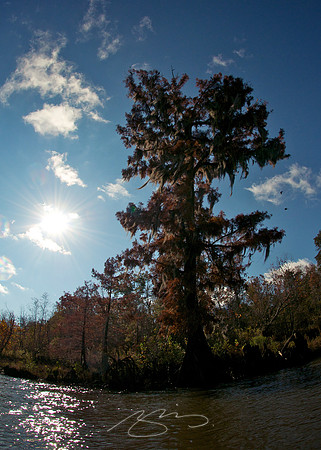 Cypress (Wide Angle)