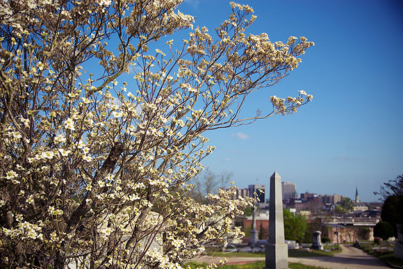 Dogwood, Rose Hill, and Downtown