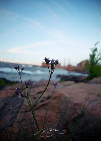 Flowers (with Bridge, River, and Mill Stacks)