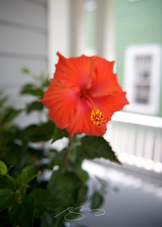 Garden Tour - 472 Orange - 9