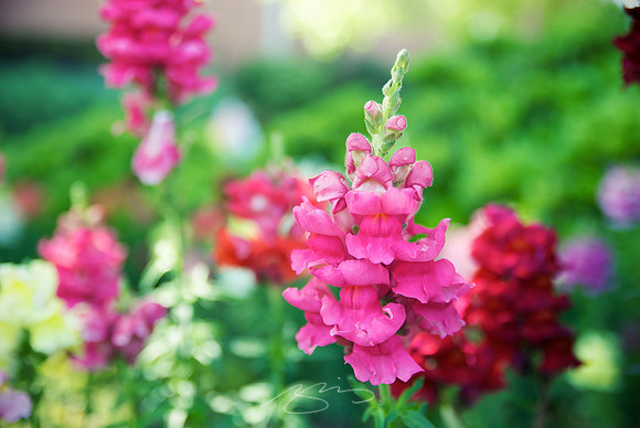 MSC Snapdragon #5a