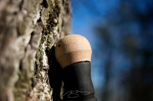 Walking Stick, at Rest