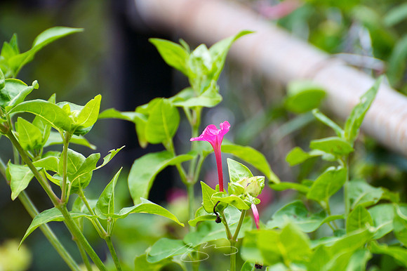 Fence Flower