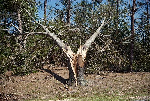 MSC - Tree, Split