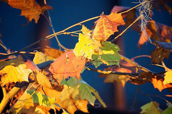 Leaves of Fall (at Sunset)