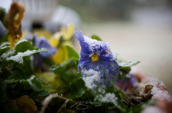 Forlorn Flower