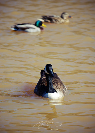Ducks at Cooper Park