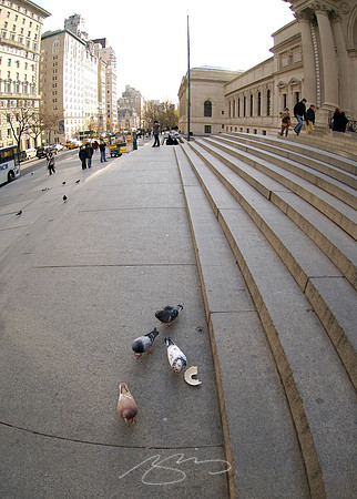 NY Pigeons Enjoying a Bagel