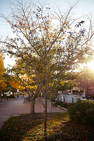 New Cherry (at Sunset)
