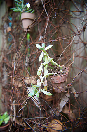 Garden Tour - 964 Park - 14