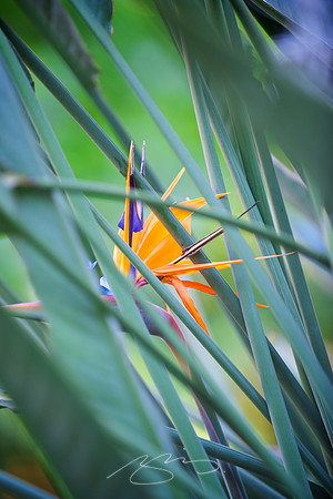 (Tropical) Flower Amongst Foliage