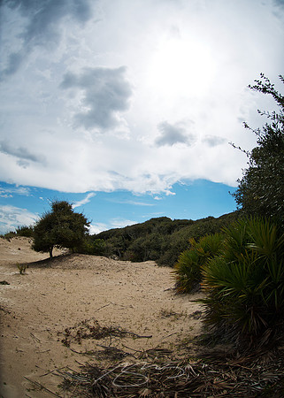 Cumberland Island - Beach and Trees