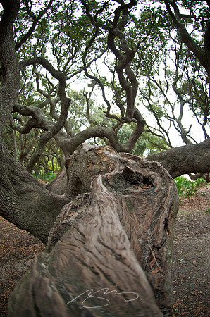 Cumberland Island - Moose Tree