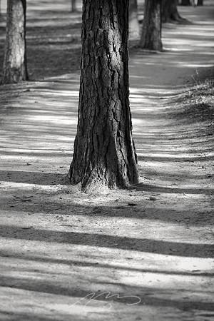 Trees on the Path