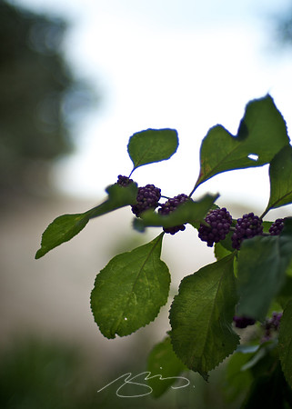 Cumberland Island - Seaside Berries