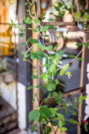 Madison - Jun+Jul 2022 - 53 - Vine and Flower Detail, Organic Market