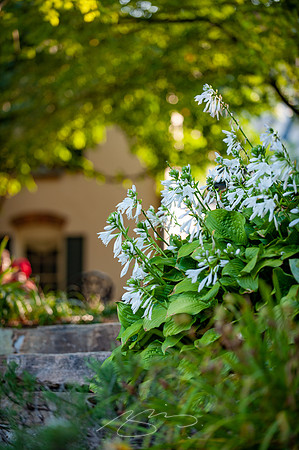 greeneville-22