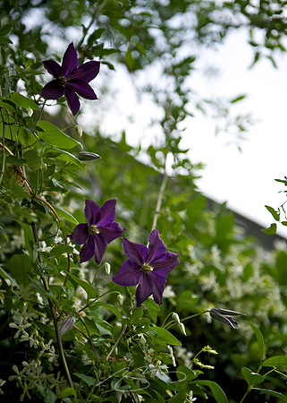 Garden Tour - 607 College - 44