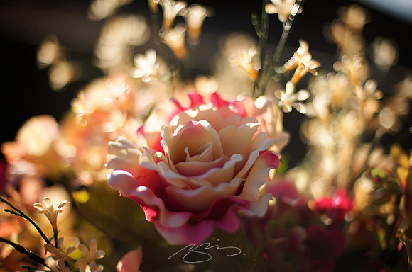 January Afternoon in Rose Hill - 15