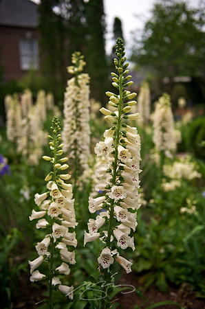 Garden Tour - 607 College - 22