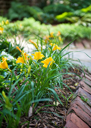 Garden Tour - 562 College - 23