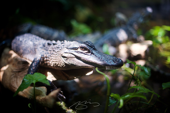 Chattanooga 2011 # 65