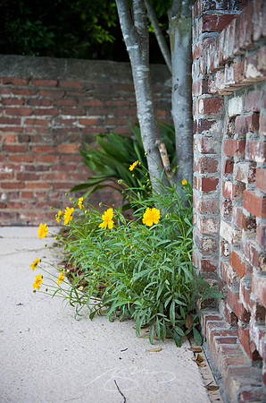 Garden Tour - 562 College - 26