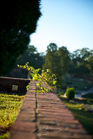 Interloper (on the Fence)
