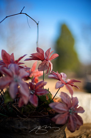 January Afternoon in Rose Hill - 12
