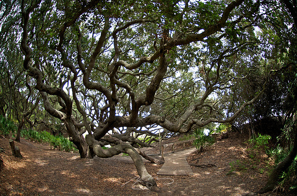Cumberland Island - Live Oak