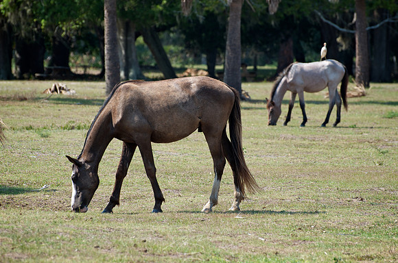 Cumberland Island - Dungeness Ruins 7