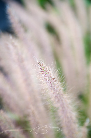 Colored Grass