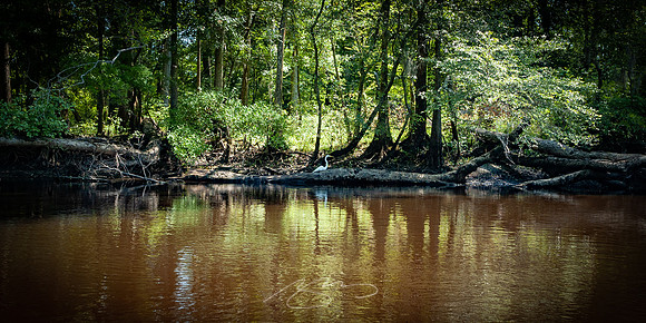 Edisto-River-39