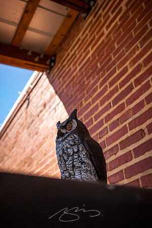 Madison - Jun+Jul 2022 - 96 - Owl at Amici Madison #1, W. Washington St