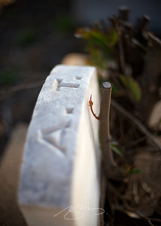January Afternoon in Rose Hill - 16