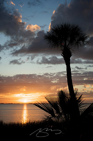 Sarasota Bay Palm #26
