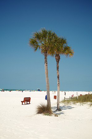 Bench with Twin Palms