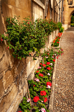Cambridge-25