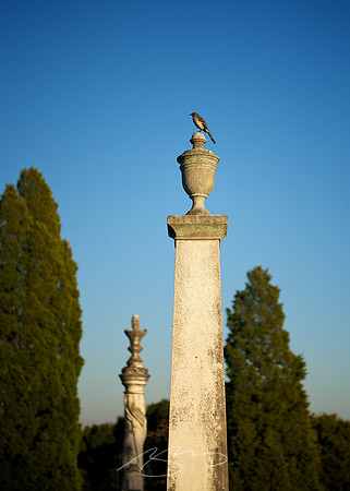 Lofty Perch
