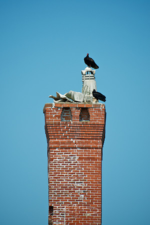 Cumberland Island - Dungeness Ruins 5