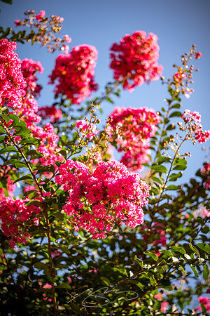 Madison - Jun+Jul 2022 - 23 - Flower Detail, 458 Old Post Rd