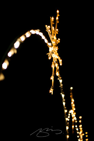 Holiday Lights #1